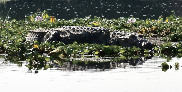 Crocodiles Népal