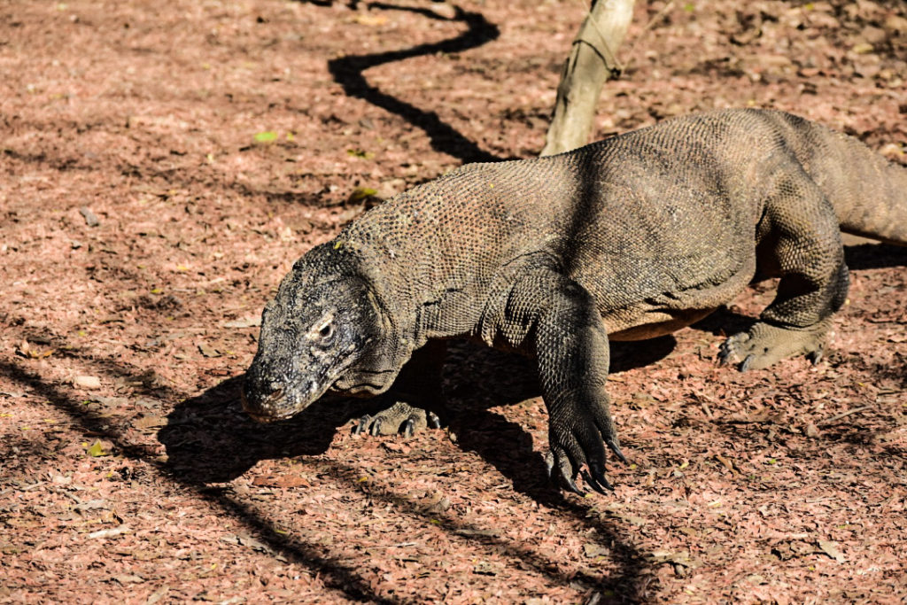 Dragons de Komodo