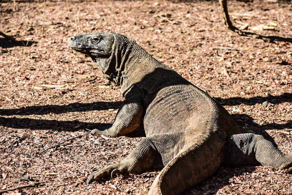Dragons de Komodo