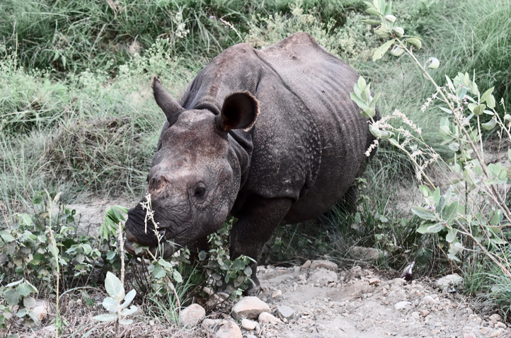 Aventure au Chitwan National Park – Népal