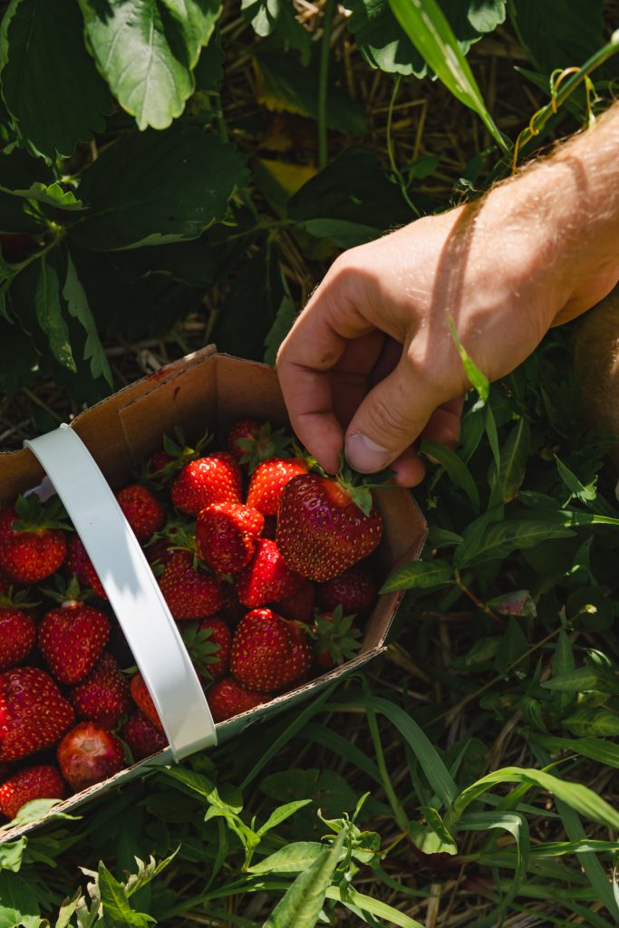 ile d'orléans fraises